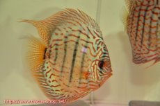 画像3: 【 中秋のディスカスペア祭り 】【ディスカス】【通販】【ニューストレイン】ウォーターメロンBブルー【個体ペア販売】15cm（生体） (3)