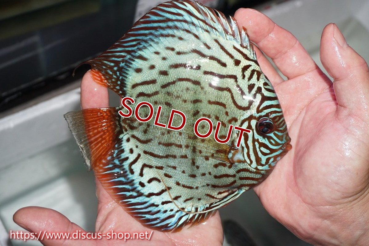 画像5: 【ディスカス】【通販】【ニューストレイン】ウォーターメロンBブルー【個体ペア販売】15cm（生体） (5)