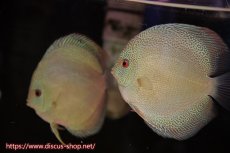 画像1: 【 中秋のディスカスペア祭り 】【ディスカス】【通販】バティックブルースネーク（ハイフォーム）【個体ペア販売】13cm（生体）マレーシア　NAディスカスファーム (1)