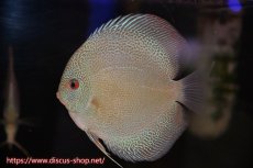 画像2: 【 中秋のディスカスペア祭り 】【ディスカス】【通販】バティックブルースネーク（ハイフォーム）【個体ペア販売】13cm（生体）マレーシア　NAディスカスファーム (2)
