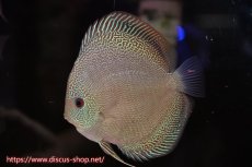 画像5: 【 中秋のディスカスペア祭り 】【ディスカス】【通販】バティックブルースネーク（ハイフォーム）【個体ペア販売】13cm（生体）マレーシア　NAディスカスファーム (5)