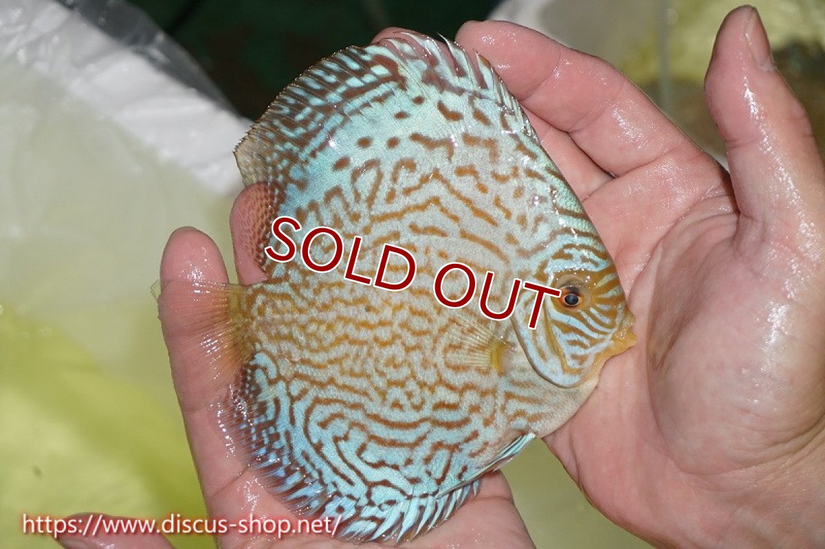 画像3: 【オータムセール10%OFF対象商品】【ディスカス】【通販】アルタムロイヤルブリリアント（ハイフォーム）【個体販売】12cm（生体）マレーシア　NAディスカスファーム (3)