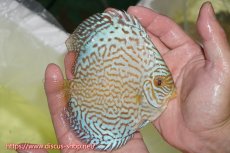 画像3: 【オータムセール10%OFF対象商品】【ディスカス】【通販】アルタムロイヤルブリリアント（ハイフォーム）【個体販売】12cm（生体）マレーシア　NAディスカスファーム (3)