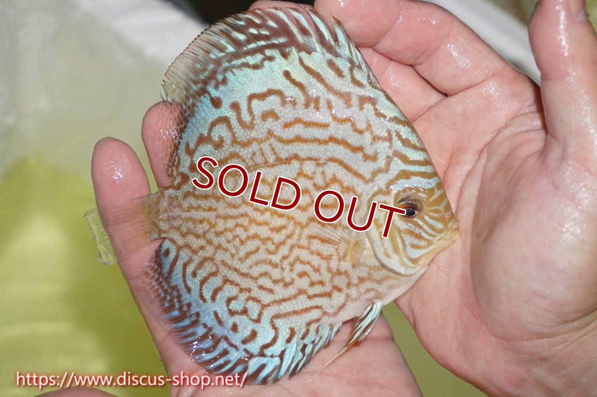 画像2: 【オータムセール10%OFF対象商品】【ディスカス】【通販】アルタムロイヤルブリリアント（ハイフォーム）【個体販売】12cm（生体）マレーシア　NAディスカスファーム (2)