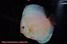 画像2: 【 中秋のディスカスペア祭り 】【ディスカス】【通販】フルカラージャイアントコバルト（ハイフォーム）【個体販売】12cm（生体）マレーシア　NAディスカスファーム (2)