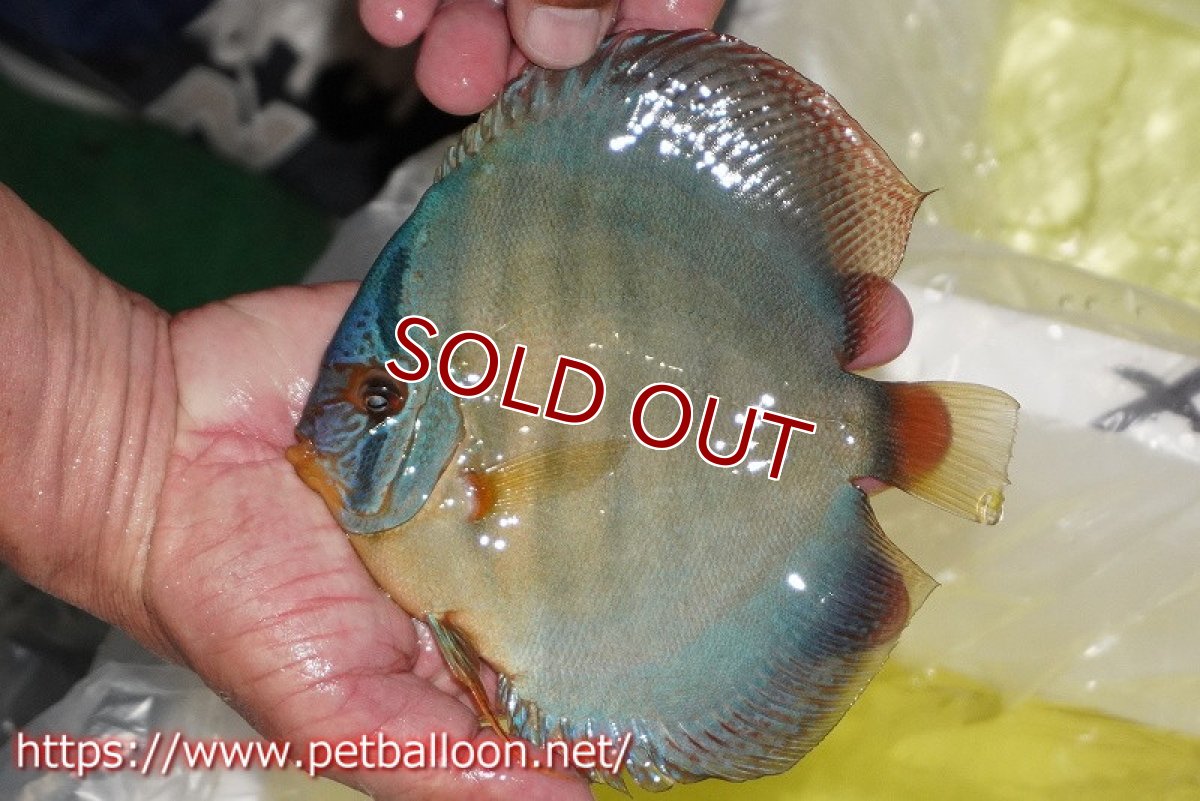 画像2: 【ディスカス】【通販】【超超激レア個体】ラーゴパラコニブラッドレッドF3クロスイサレッド(Typeブルー)【個体販売】15-16cm(生体)マレーシア KLディスカスファーム (2)