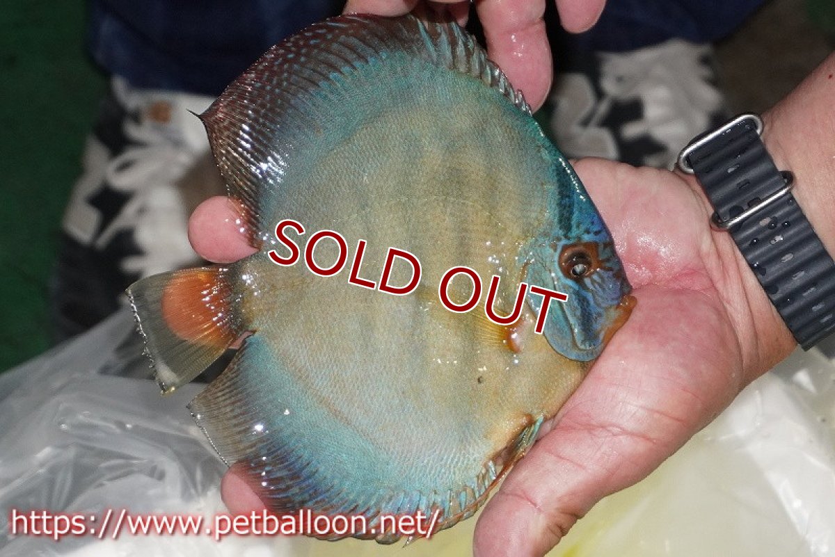 画像3: 【ディスカス】【通販】【超超激レア個体】ラーゴパラコニブラッドレッドF3クロスイサレッド(Typeブルー)【個体販売】15-16cm(生体)マレーシア KLディスカスファーム (3)