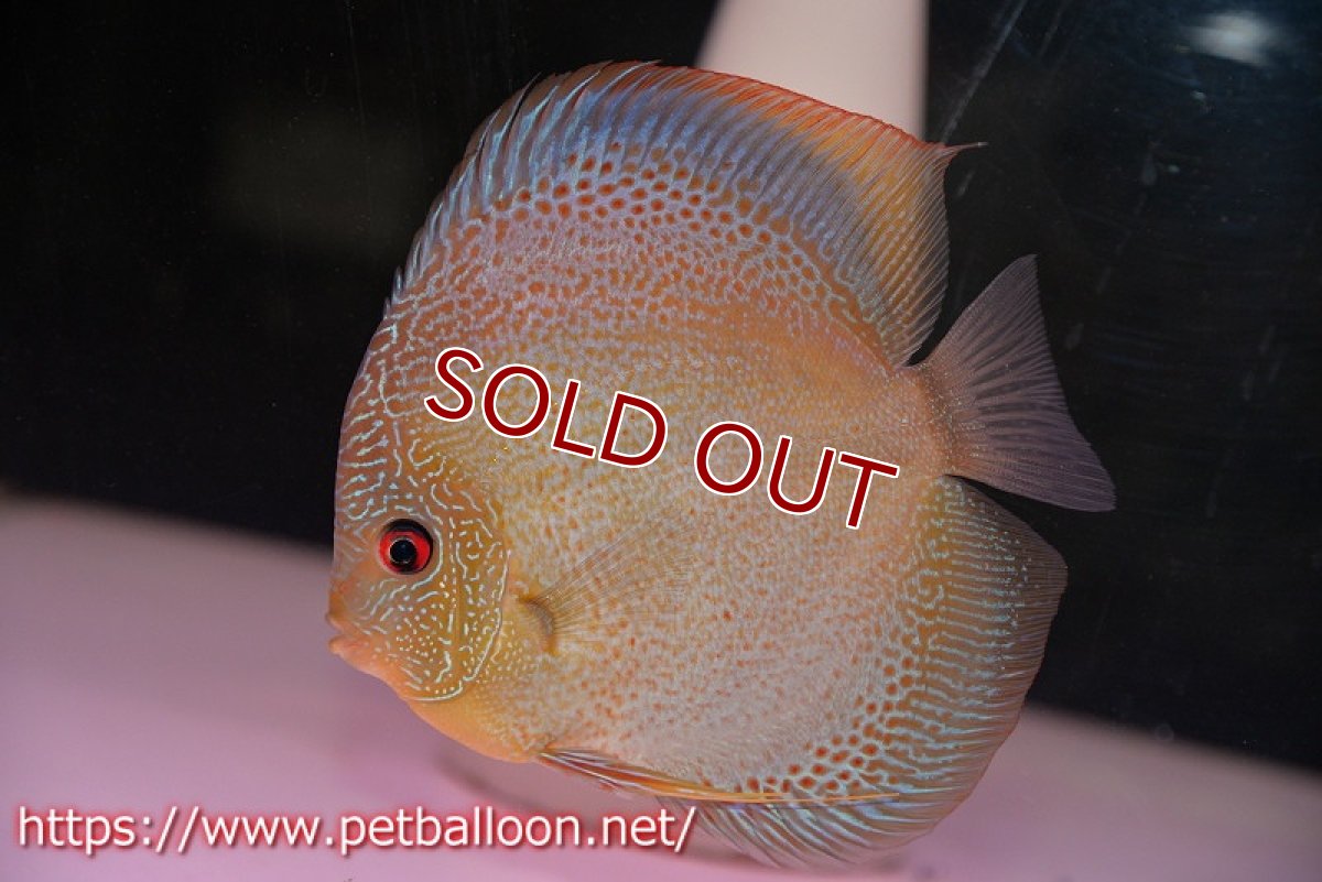 画像3: 【ディスカス】【通販】【産卵孵化経験あり】【超超激レアブリーディングストック個体】ロイヤルサクラブルースネークスキン（リアル）【個体ペア販売】15-16cm （生体）マレーシア　KLディスカスファーム (3)