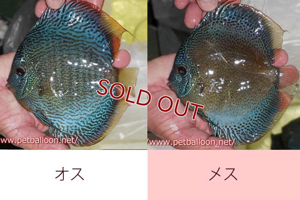 画像4: 【ディスカス】【通販】【産卵孵化経験あり】【超超激レアブリーディングストック個体】ロイヤルサクラブルースネークスキン（リアル）【個体ペア販売】15-16cm （生体）マレーシア　KLディスカスファーム (4)