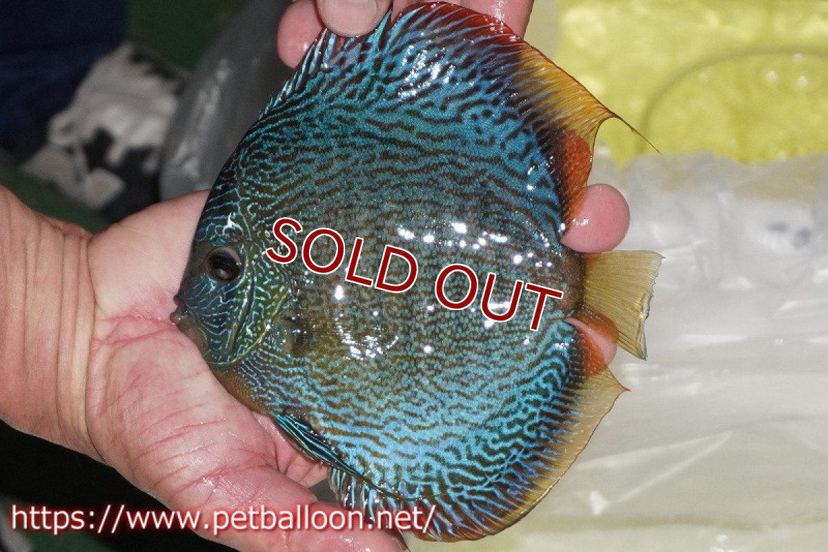 画像5: 【ディスカス】【通販】【産卵孵化経験あり】【超超激レアブリーディングストック個体】ロイヤルサクラブルースネークスキン（リアル）【個体ペア販売】15-16cm （生体）マレーシア　KLディスカスファーム (5)