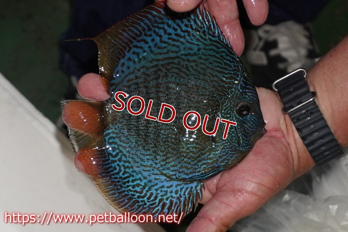 画像6: 【ディスカス】【通販】【産卵孵化経験あり】【超超激レアブリーディングストック個体】ロイヤルサクラブルースネークスキン（リアル）【個体ペア販売】15-16cm （生体）マレーシア　KLディスカスファーム (6)