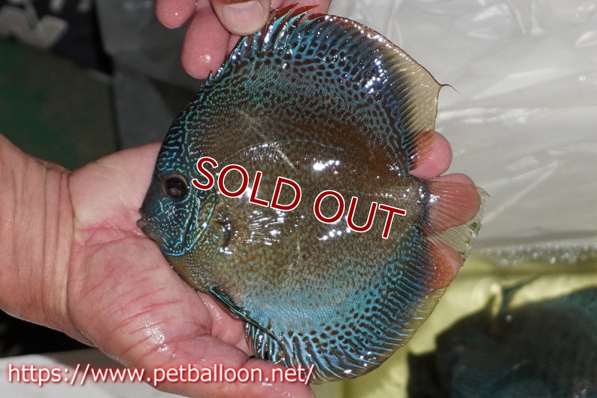 画像7: 【ディスカス】【通販】【産卵孵化経験あり】【超超激レアブリーディングストック個体】ロイヤルサクラブルースネークスキン（リアル）【個体ペア販売】15-16cm （生体）マレーシア　KLディスカスファーム (7)