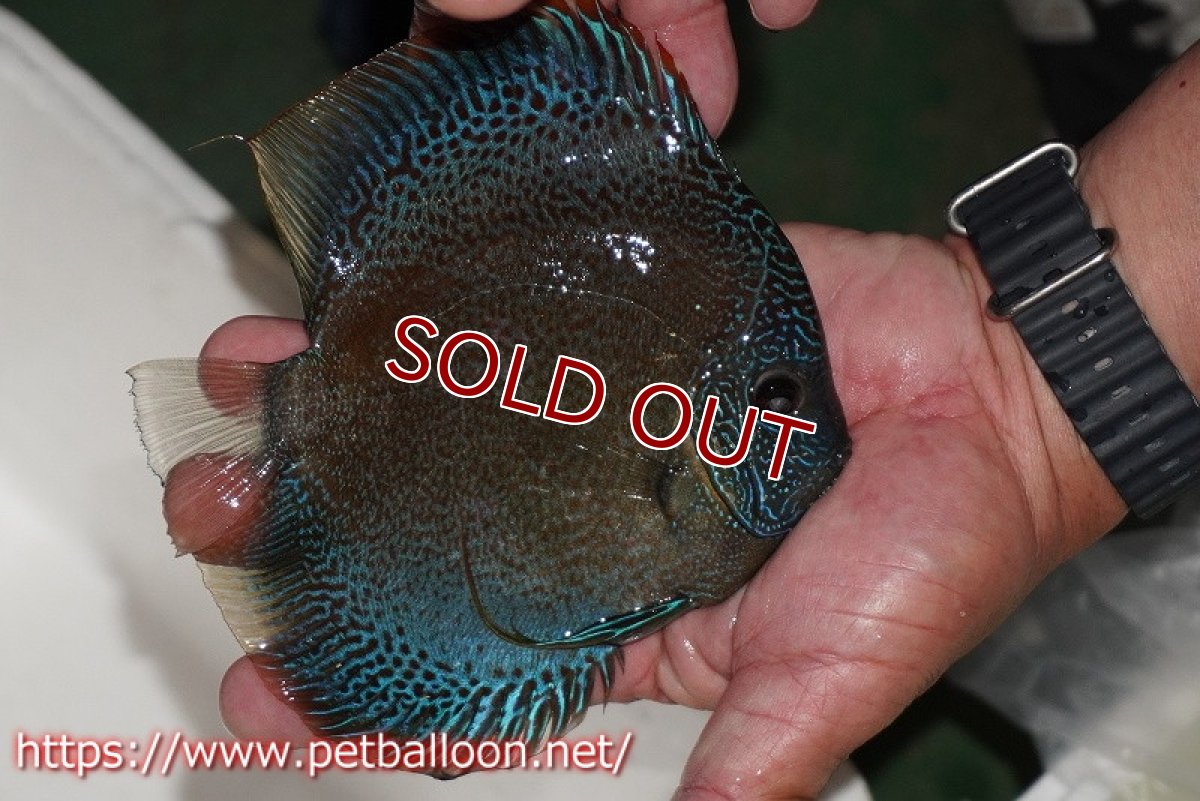 画像8: 【ディスカス】【通販】【産卵孵化経験あり】【超超激レアブリーディングストック個体】ロイヤルサクラブルースネークスキン（リアル）【個体ペア販売】15-16cm （生体）マレーシア　KLディスカスファーム (8)