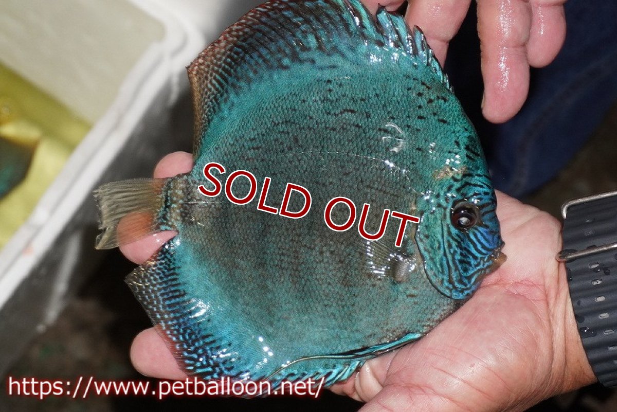 画像4: 【ディスカス】【通販】【ブリーディングストック個体】サクラブルーフローラ ディープブルー（ハイフォーム）推定オス【個体販売】16-17cm（生体）マレーシア　KLディスカスファーム (4)