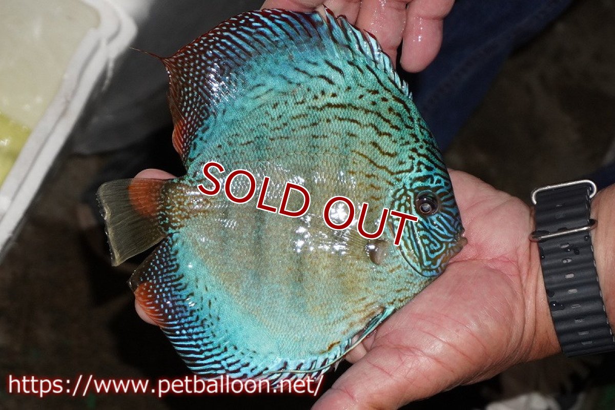 画像4: 【ディスカス】【通販】【ブリーディングストック個体】サクラブルーフローラ ディープブルー（ハイフォーム）推定オス【個体販売】16-17cm（生体）マレーシア　KLディスカスファーム (4)