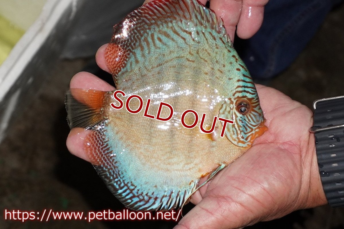 画像3: 【ディスカス】【通販】【ブリーディングストック個体】サクラブルーフローラ ディープブルー（ハイフォーム）推定メス【個体販売】14cm（生体）マレーシア　KLディスカスファーム (3)