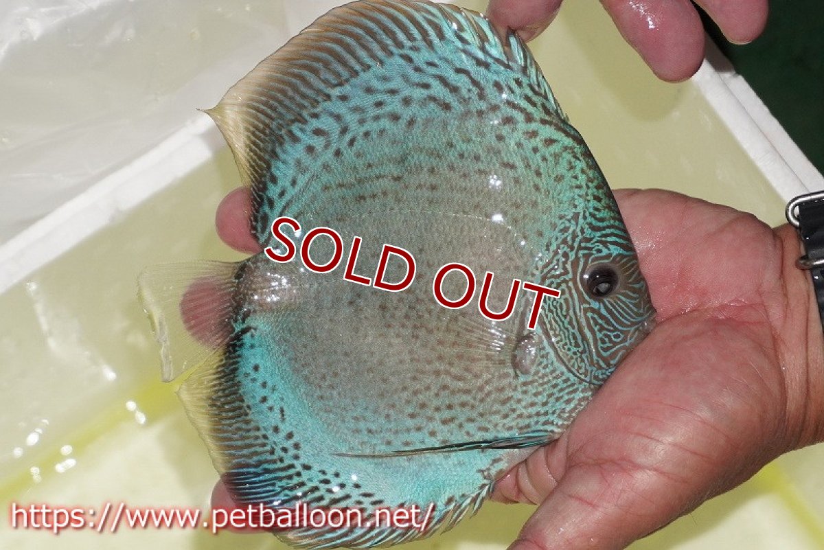 画像2: 【ディスカス】【通販】アルタムブルースネーク（ハイフォーム）【個体販売】14-15cm（生体）マレーシア　KLディスカスファーム (2)