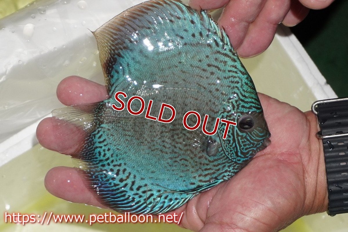 画像2: 【ディスカス】【通販】アルタムブルースネーク（ハイフォーム）【個体販売】14-15cm（生体）マレーシア　KLディスカスファーム (2)