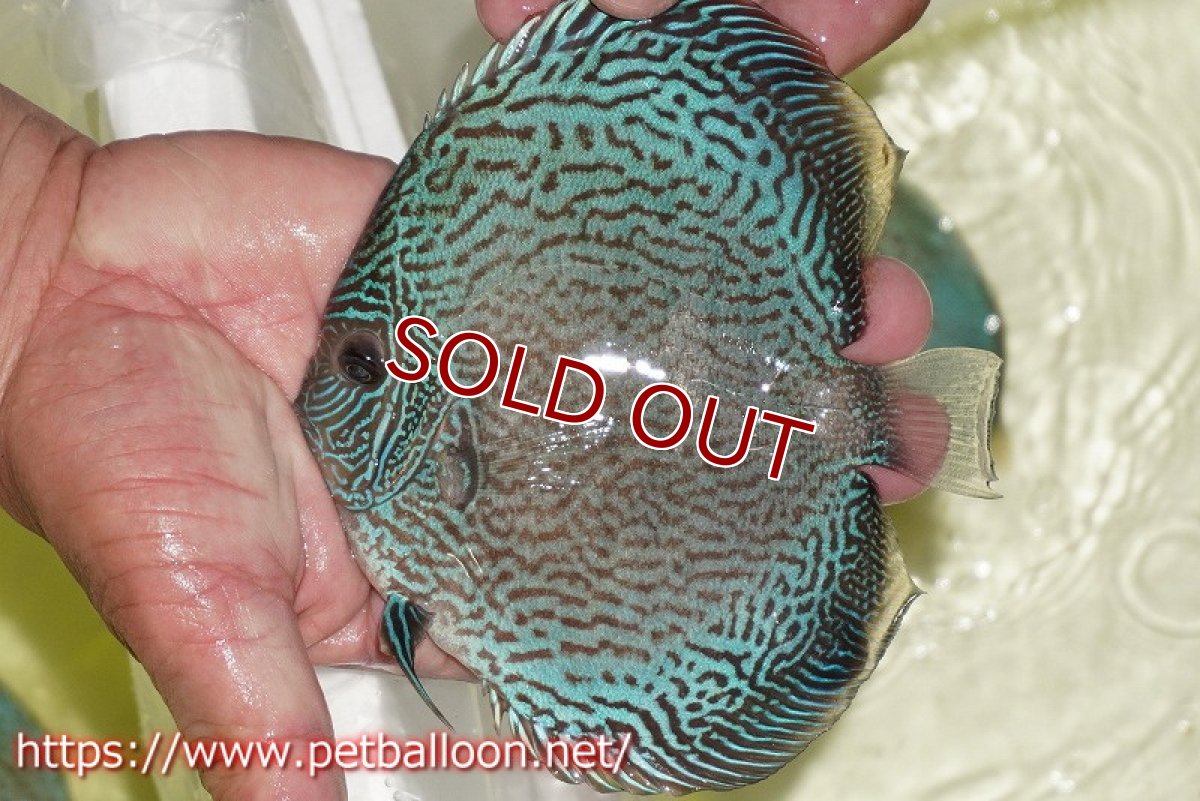 画像3: 【ディスカス】【通販】アルタムブルースネーク（ハイフォーム）【個体販売】14-15cm（生体）マレーシア　KLディスカスファーム (3)