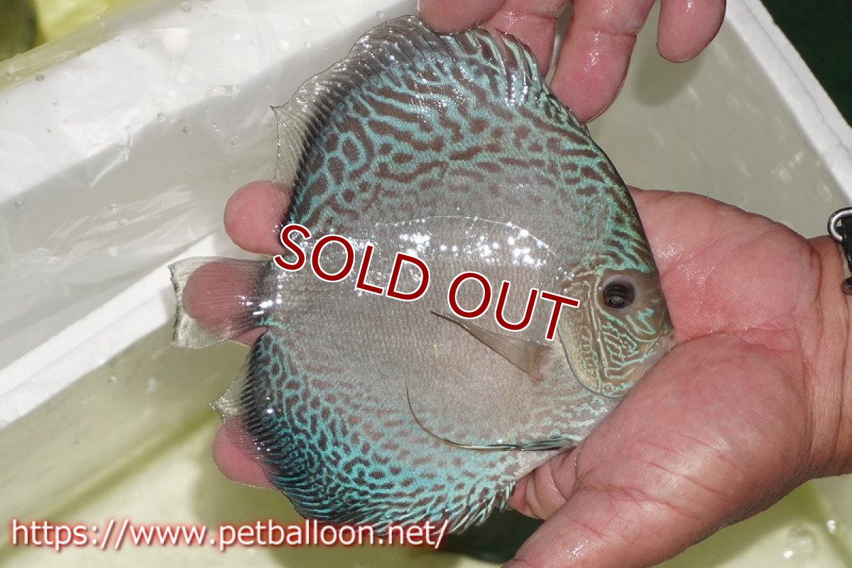 画像2: 【ディスカス】【通販】アルタムブルースネーク（ハイフォーム）【個体販売】14-15cm（生体）マレーシア　KLディスカスファーム (2)