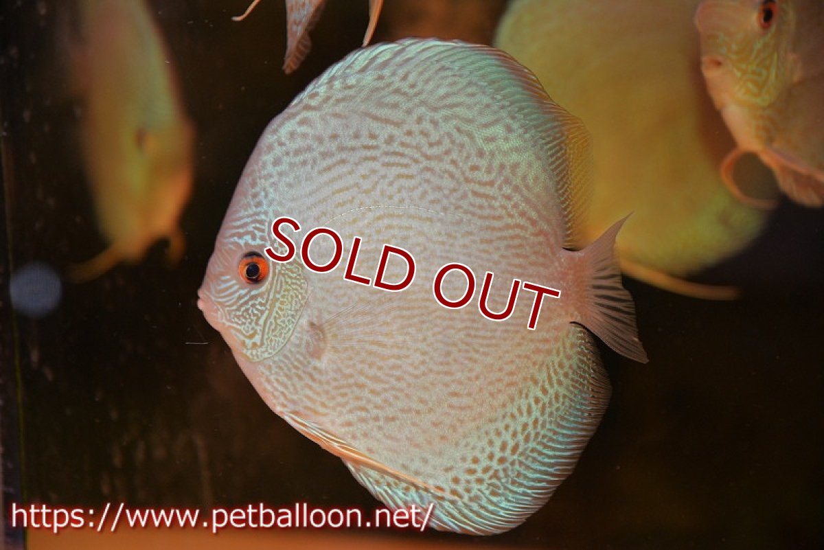 画像2: 【ディスカス】【通販】アルタムブルースネーク（ハイフォーム）【個体販売】14-15cm（生体）マレーシア　KLディスカスファーム (2)