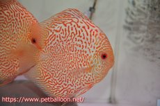 画像2: 【ディスカス】ゼブラレオパードピジョン【個体販売】16cm（生体）ペナン　ブリーダーTAN CHEE LOK (2)