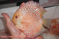 画像3: 【ディスカス】ゼブラレオパードピジョン【個体販売】16cm（生体）ペナン　ブリーダーTAN CHEE LOK (3)