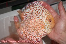 画像4: 【ディスカス】ゼブラレオパードピジョン【個体販売】16cm（生体）ペナン　ブリーダーTAN CHEE LOK (4)