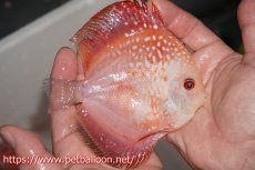画像6: 【ディスカス】ラフレシアスーパーレッドピジョン【個体販売】12-13?（生体）ペナン　ブリーダーTAN CHEE LOK (6)