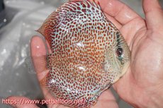 画像3: 【ディスカス】スーパーブルアナコンダ【個体販売】12cm（生体）ペナン　ブリーダーTAN CHEE LOK (3)