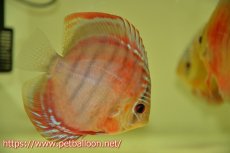 画像1: 【ディスカス】ワイルドクロススーパーレッドF2【個体販売】11cm（生体）国産ディスカス　京都産 (1)