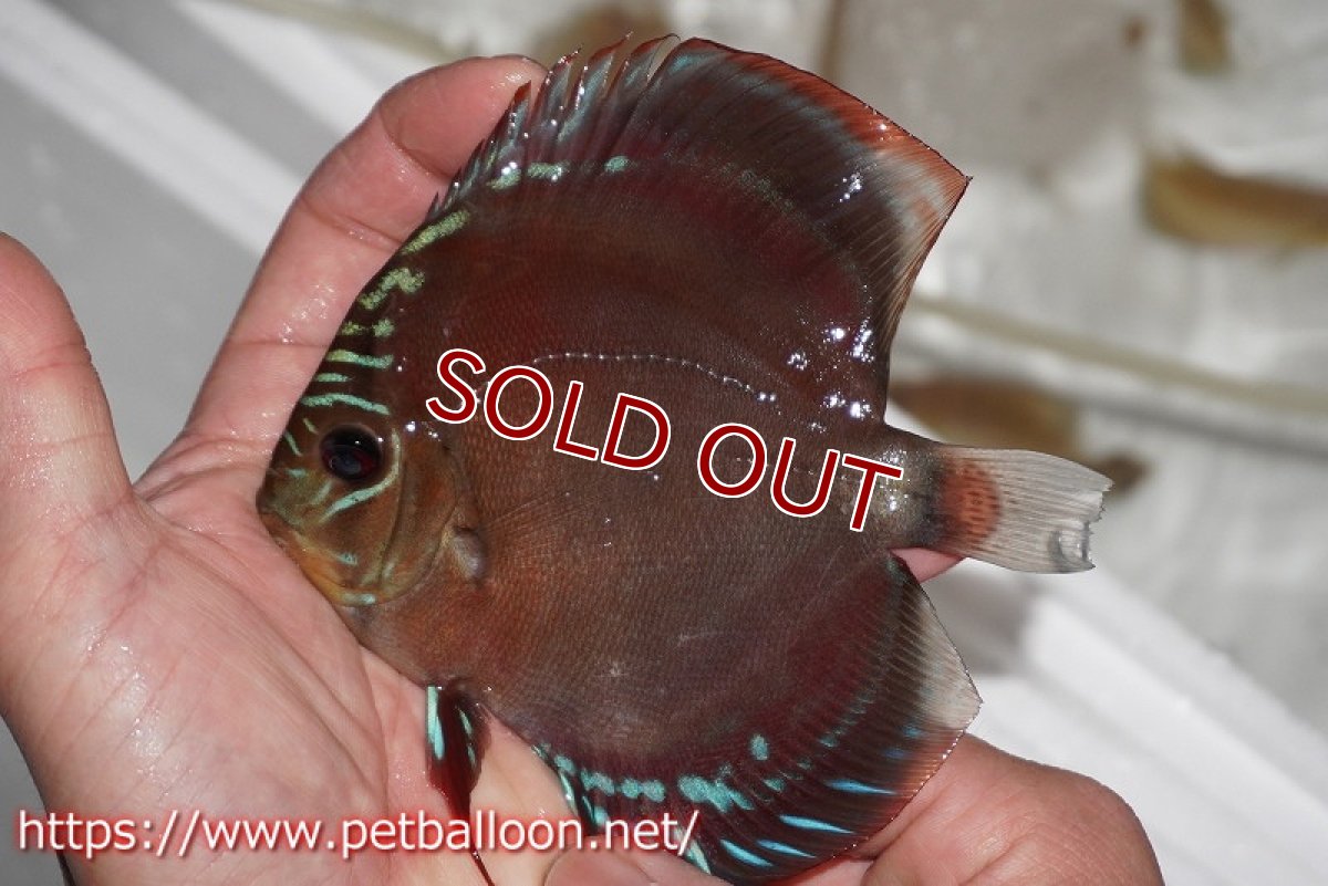 画像2: 【ディスカス】ワイルドクロススーパーレッドF2【個体販売】11cm（生体）国産ディスカス　京都産 (2)