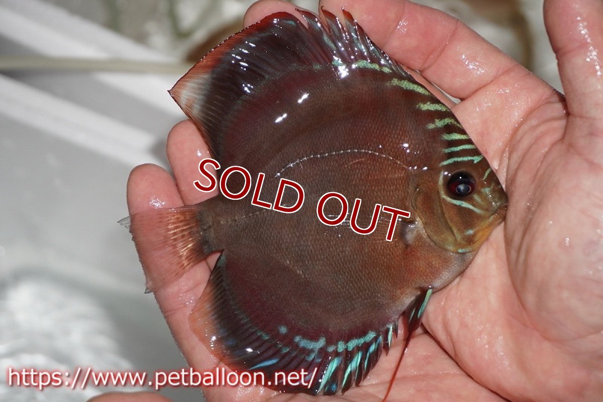 画像3: 【ディスカス】ワイルドクロススーパーレッドF2【個体販売】11cm（生体）国産ディスカス　京都産 (3)