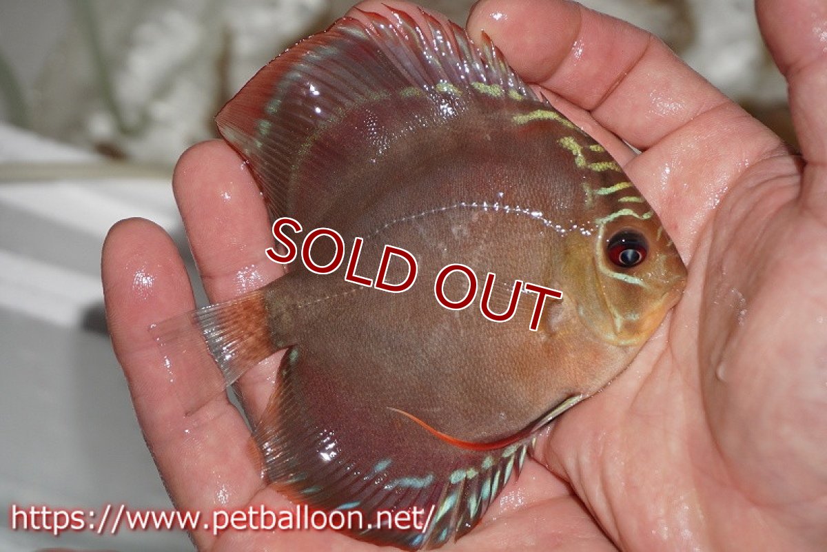 画像2: 【ディスカス】ワイルドクロススーパーレッドF2【個体販売】11cm（生体）国産ディスカス　京都産 (2)