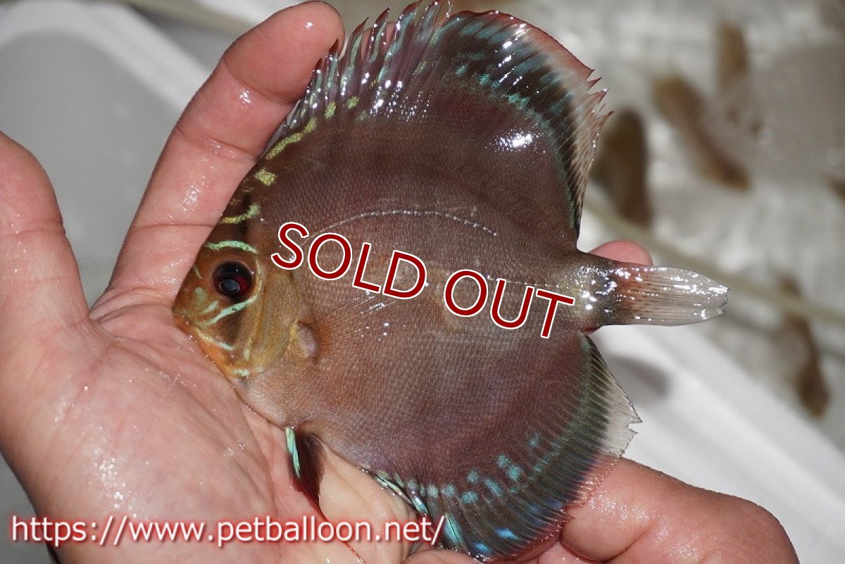 画像2: 【ディスカス】ワイルドクロススーパーレッドF2【個体販売】11cm（生体）国産ディスカス　京都産 (2)