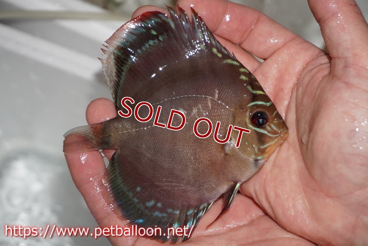 画像3: 【ディスカス】ワイルドクロススーパーレッドF2【個体販売】11cm（生体）国産ディスカス　京都産 (3)