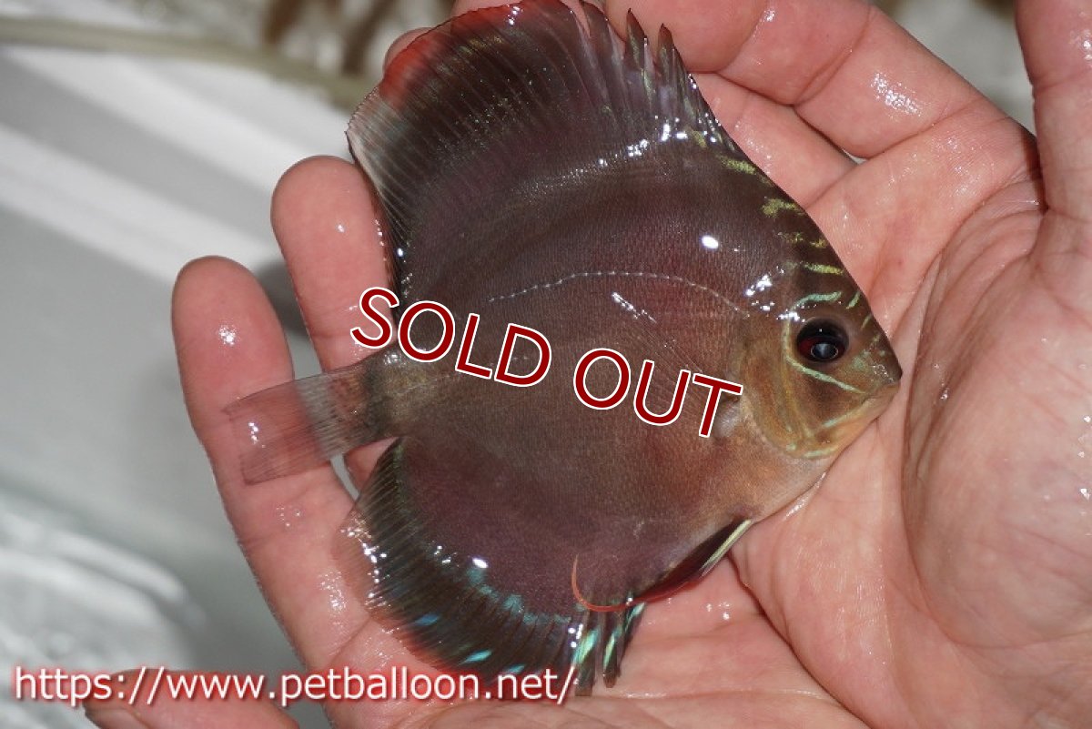 画像2: 【ディスカス】ワイルドクロススーパーレッドF2【個体販売】11cm（生体）国産ディスカス　京都産 (2)