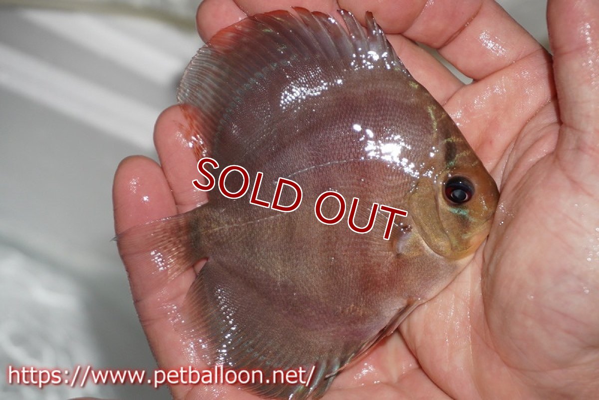 画像3: 【ディスカス】ワイルドクロススーパーレッドF2【個体販売】11cm（生体）国産ディスカス　京都産 (3)