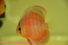 画像1: 【ディスカス】ワイルドクロススーパーレッドF2【個体販売】11cm（生体）国産ディスカス　京都産 (1)