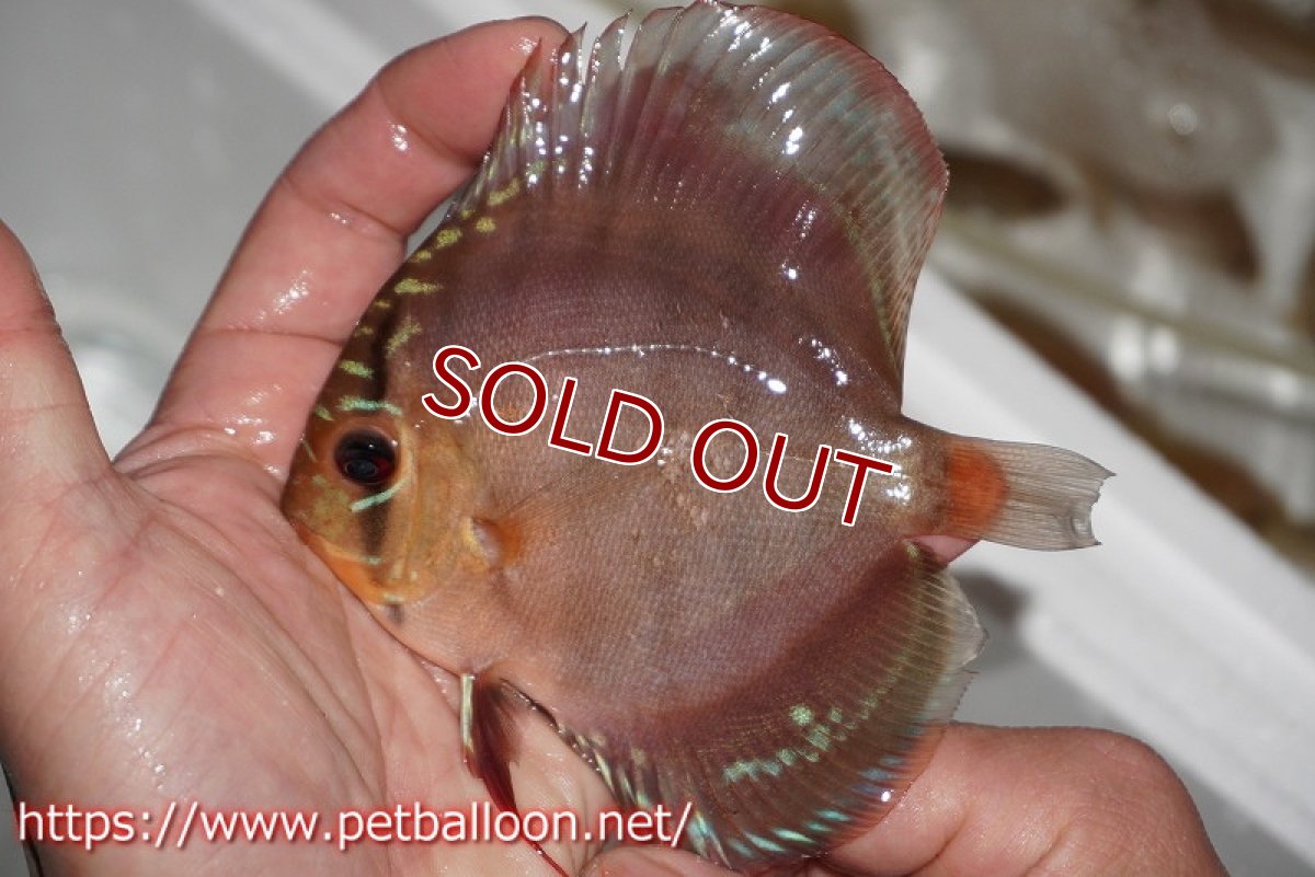 画像2: 【ディスカス】ワイルドクロススーパーレッドF2【個体販売】11cm（生体）国産ディスカス　京都産 (2)