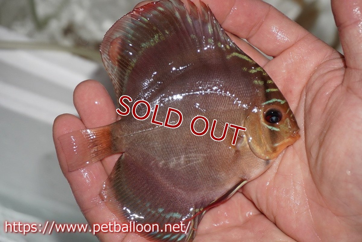 画像3: 【ディスカス】ワイルドクロススーパーレッドF2【個体販売】11cm（生体）国産ディスカス　京都産 (3)