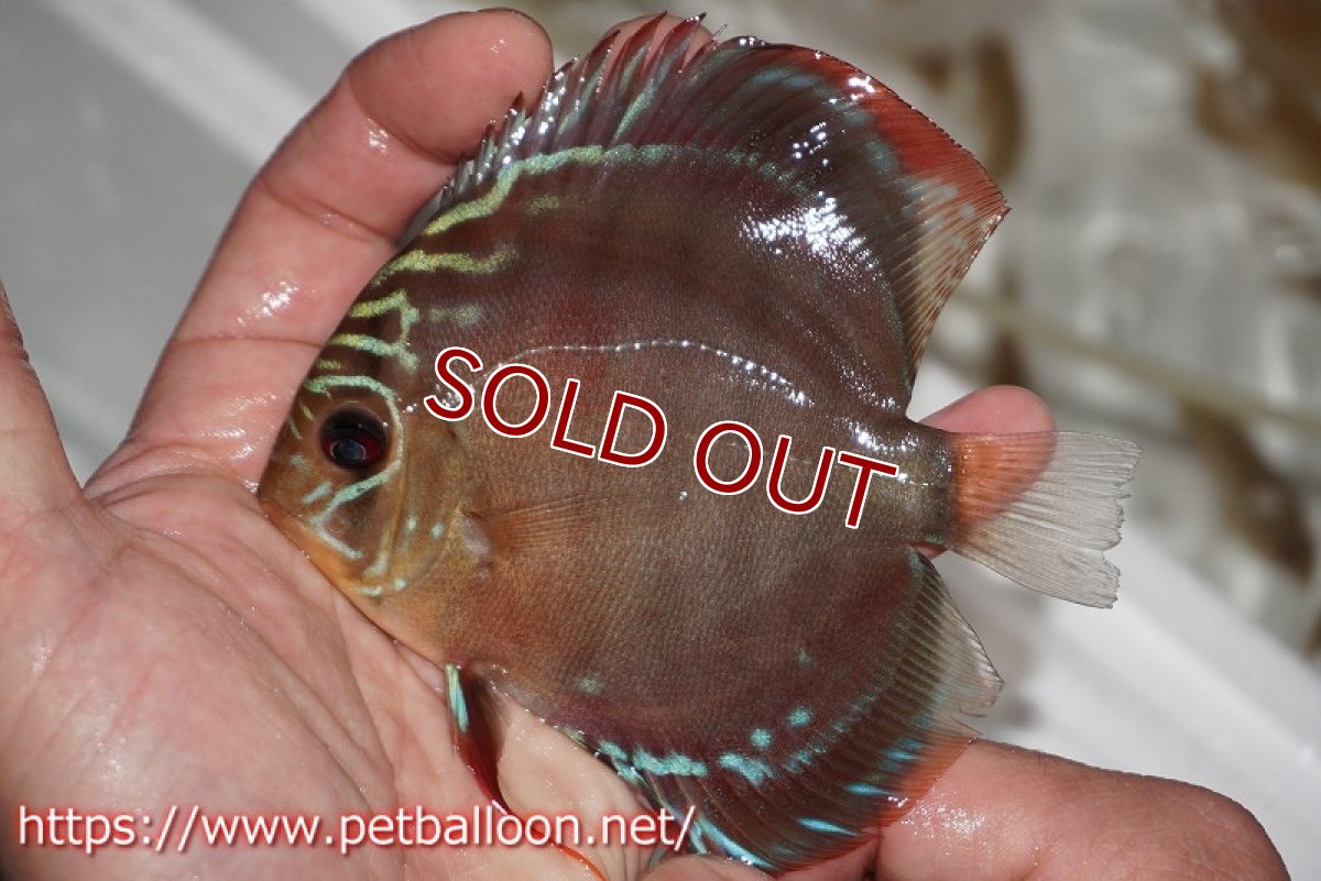 画像2: 【ディスカス】ワイルドクロススーパーレッドF2【個体販売】11cm（生体）国産ディスカス　京都産 (2)