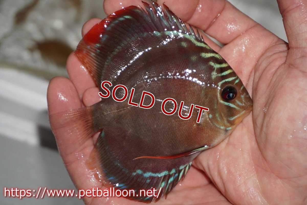 画像3: 【ディスカス】ワイルドクロススーパーレッドF2【個体販売】11cm（生体）国産ディスカス　京都産 (3)