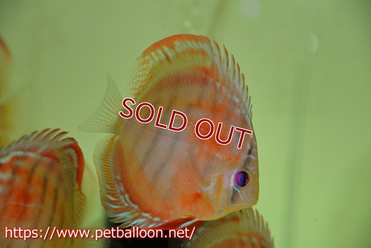 画像2: 【ディスカス】ワイルドクロススーパーレッドF2【個体販売】11cm（生体）国産ディスカス　京都産 (2)