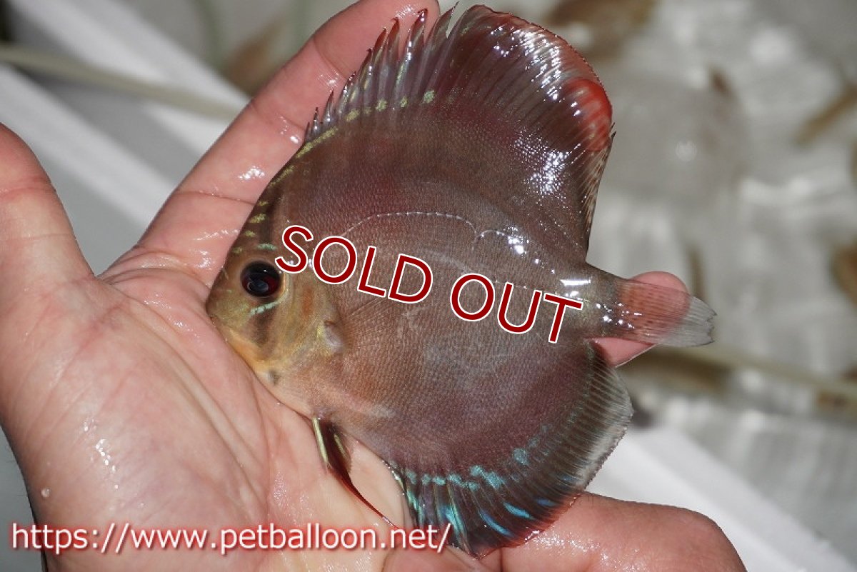 画像3: 【ディスカス】ワイルドクロススーパーレッドF2【個体販売】11cm（生体）国産ディスカス　京都産 (3)