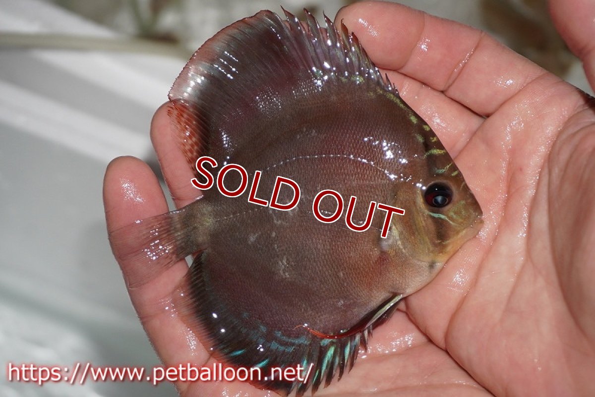 画像4: 【ディスカス】ワイルドクロススーパーレッドF2【個体販売】11cm（生体）国産ディスカス　京都産 (4)