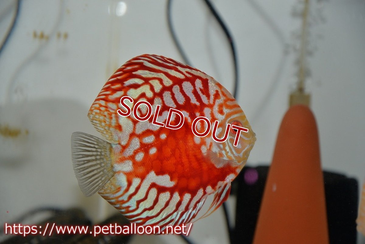 画像2: 【ディスカス】レッドマップスパンダ 【個体ペア販売】13-14cm（生体）ペナン　ブリーダーTAN CHEE LOK (2)