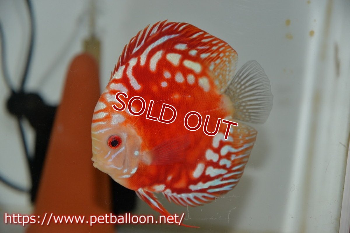 画像3: 【ディスカス】レッドマップスパンダ 【個体ペア販売】13-14cm（生体）ペナン　ブリーダーTAN CHEE LOK (3)