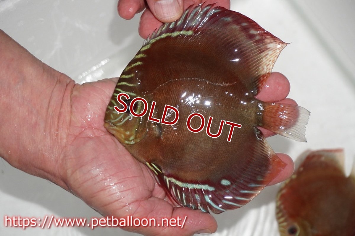 画像2: 【ディスカス】激レア　種親候補個体　ワイルドクロススーパーレッドF2【個体ペア販売】13-14cm（生体）国産ディスカス　京都産 (2)
