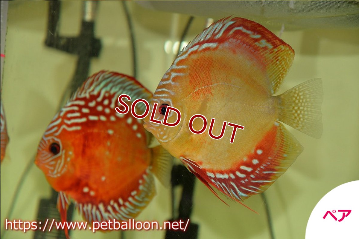 画像2: 【ディスカス】【産卵経験有】激レア　種親候補個体　ワイルドクロススーパーレッドF2【個体ペア販売】14-15cm（生体）国産ディスカス　京都産 (2)